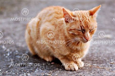 Sleeping Pussy By Flegmosko Mostphotos