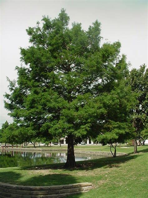 Bald Cypress: Ancient Tree with Unique Knees