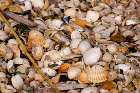 Free Images Beach Sea Nature Sand Structure Food Curve Holiday