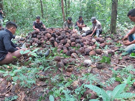 Castanha do pará é principal fonte de renda e sustento de indígenas Wai