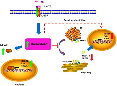 Central Role Of Cholesterol Homeostasis In IL 17A Function IL 17A