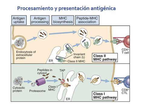 PPT El sistema inmunológico PowerPoint Presentation free download