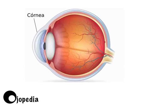 Partes Del Ojo En Ojopedia Tu Enciclopedia De Oftalmolog A