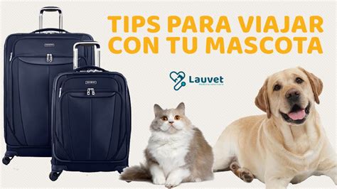 Consejos Para Viajar Con Mascotas Lo Que Necesitas Saber Pulso Turistico