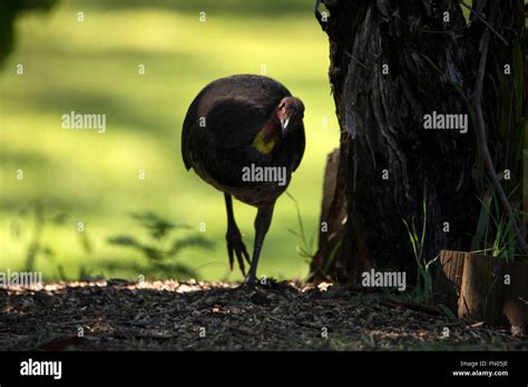 Common Australian Bush Bird Hi Res Stock Photography And Images Alamy