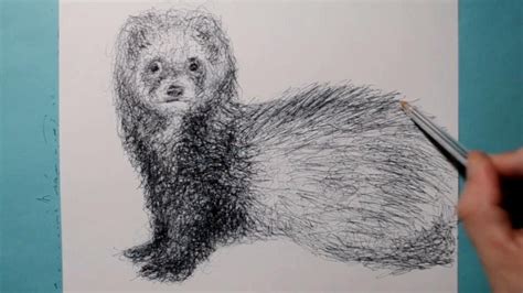 Ferret Sketch