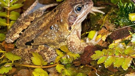Create Your Own Mini Wildlife Pond — H2o Iq — A Little Space For Wildlife