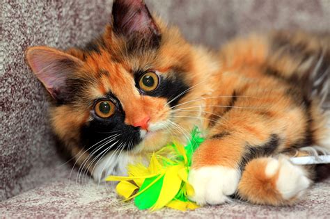 Calico Cats The Ultimate Guide Thecatsite