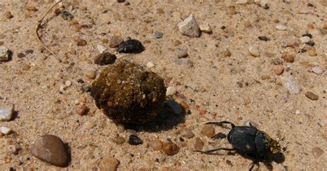 Reflections Poop Roller Aka Dung Beetle At Work