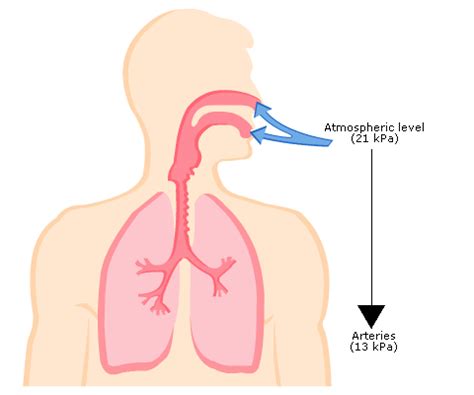 Oxygen Partial Pressure