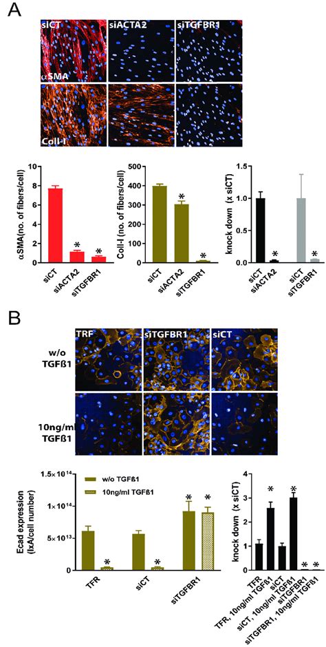 SiRNA Mediated Knock Down Of ACTA2 And Or TGFBR1 In Primary Human Cell