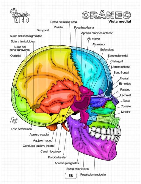 Pin De Ingrid Aguielra En Mios Anatomia Del Hueso Craneo Anatomia