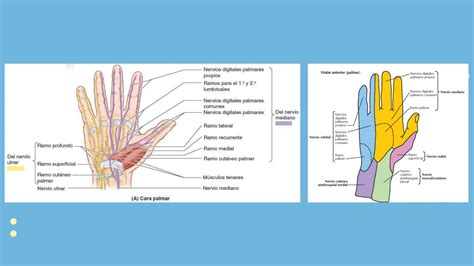 M Sculos Intrinsecos Y Extrinsecos De La Mano Pdf