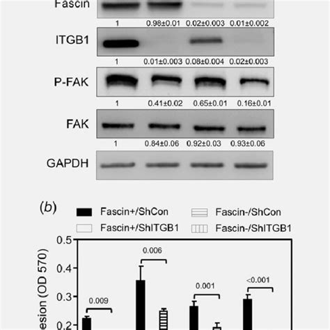 A And B Itgb Expression In Mda Mb Breast Cancer Cells Is Critical