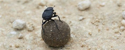 Dung Beetle Facts Information Pictures And Video Learn More