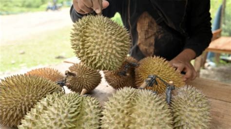 Doyan Sih Boleh Cek Efek Samping Makan Durian Berlebihan Nomor