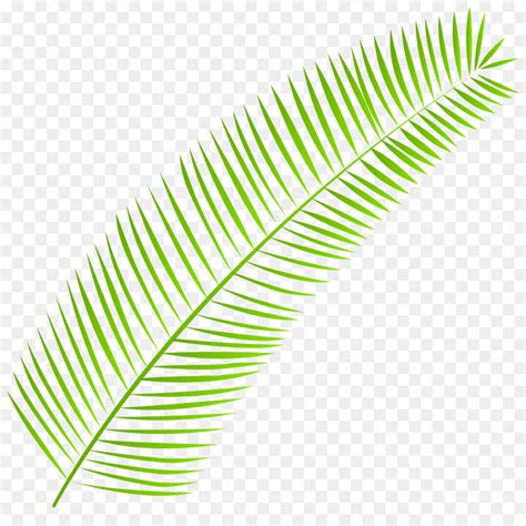 Ramo De Palma Palmleaf Manuscrito Folha Png Transparente Gr Tis