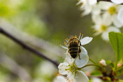 N Ctar E Mel No Pente Novo Imagem De Stock Imagem De Macro