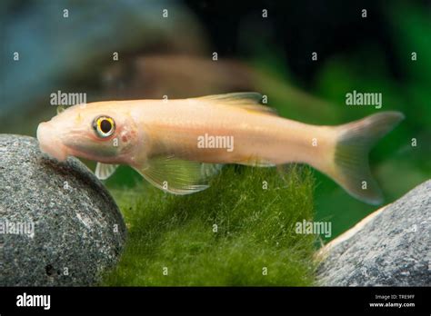 Honey Sucker, Sucking Loach, Chinese Algae Eater (Gyrinocheilus ...