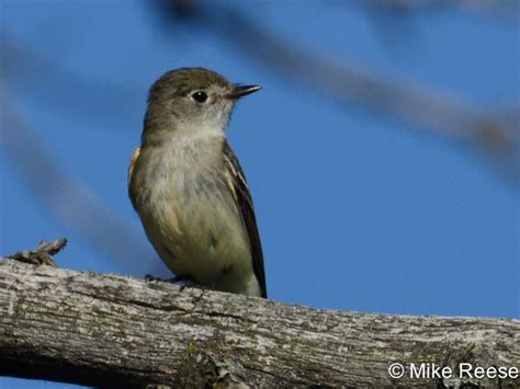 Atlas Photo Gallery Least Flycatcher Wisconsin Society For Ornithology