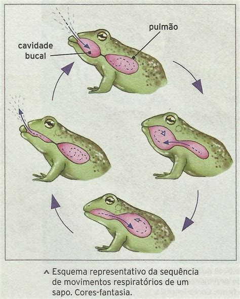 Segundo Ano Biologia Anfíbios