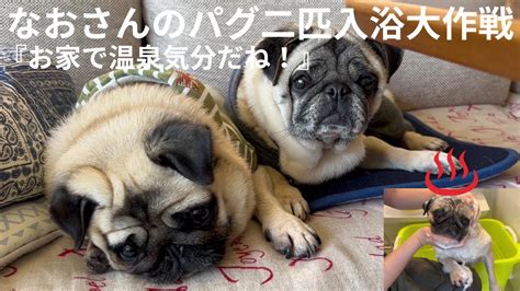 なおさんのパグ二匹入浴大作戦『お家で温泉気分だね！』 パグ パグ二匹 保護犬 犬多頭飼い Youtube