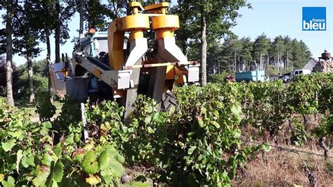 Vendanges saison catastrophique dans le giennois Vidéo Dailymotion