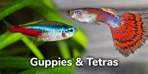 Guppies And Neon Tetras Can You Keep Them Together Aquarialy