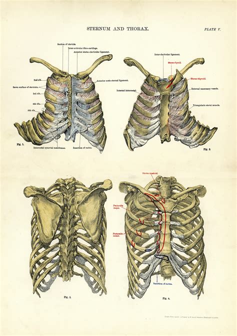 Thorax Anatomy Human - Anatomical Charts & Posters