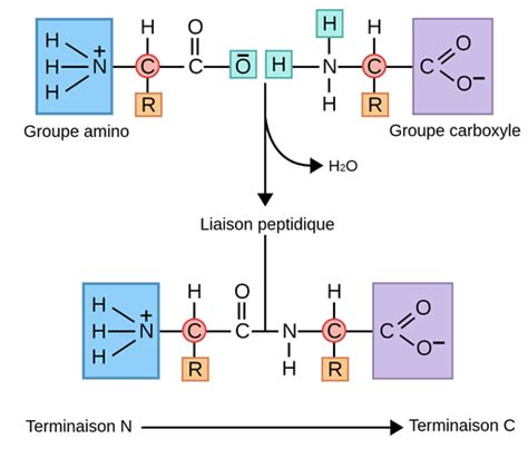 Les Liaisons Peptidiques Labster Theory