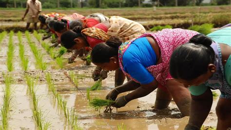 Kharif Sowing Touches New Record At Lakh Hectare Corona