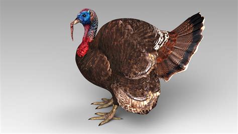 Turkey 3d Model 39 Max 3ds Stl Obj Fbx Lwo C4d Ma Free3d