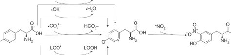 3 Nitrotyrosine Formation The Reaction Of Tyrosine With Peroxynitrite