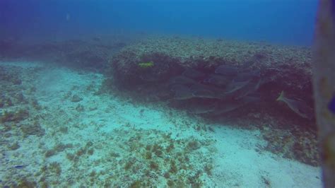 T Douglas Shoal Remediation Project Towed Underwater Video