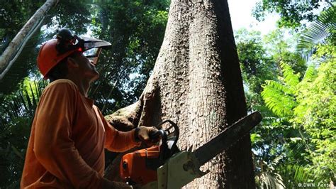 Over 100 World Leaders Pledge To End Deforestation By 2030 At COP26