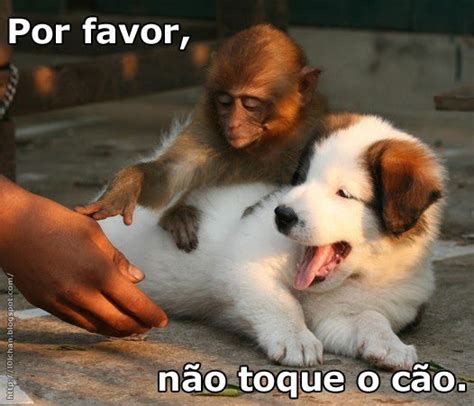 Macaco Babaca Por Favor Não Toque O Cão