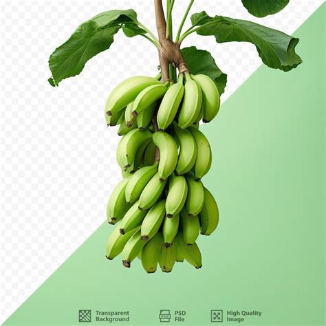 Um Cacho De Bananas Que Est O Em Um Fundo Branco Psd Premium