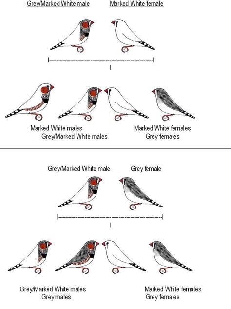 How To Care For And Breed Zebra Finches Zebra Finch Zebra Love