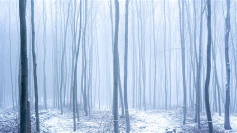 Forest Snow Fog Trees Winter 4k Hd Wallpaper