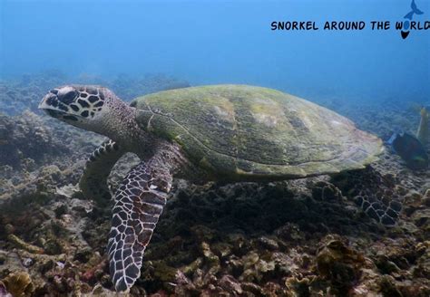 Giant Sea Turtle Swimming