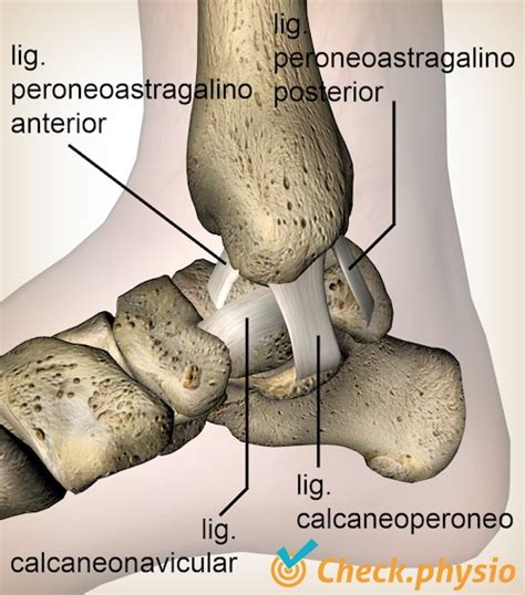 Lesi N Del Ligamento Medial Del Tobillo Physio Check