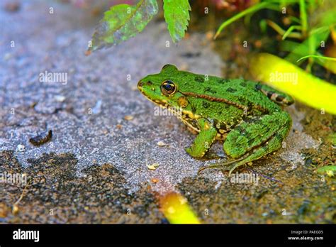 Green Water Frog Rana Lessonae Close Up Selective Focus On Head