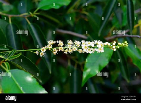 Portugal Laurel Or Hija Prunus Lusitanica Is An Evergreen Small Tree