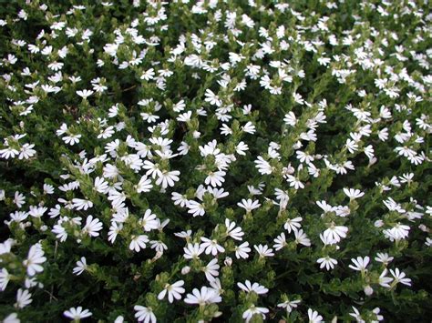 Scaevola Albida ‘white Carpet Fan Flower Gardening With Angus