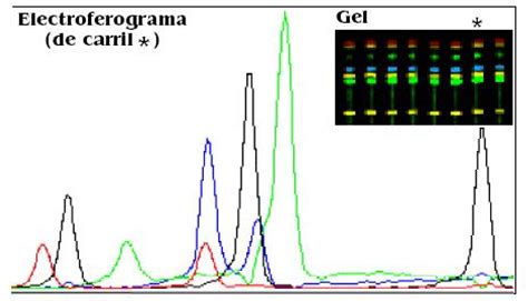 Figure From Desarrollo De Herramientas Gen Micas Para La