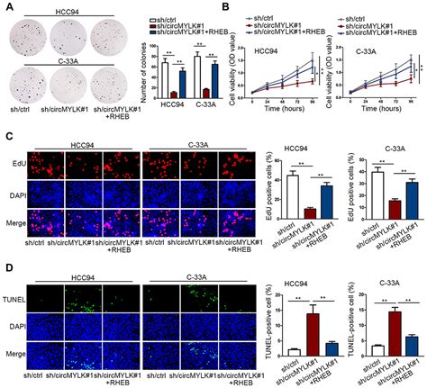 Circrna Mylk Accelerates Cervical Cancer Via Up Regulation Of Rheb And