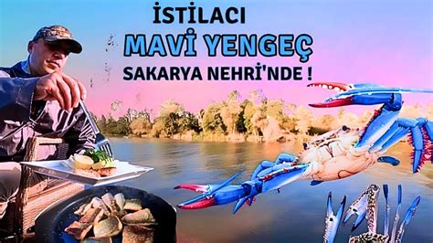 Mavi Yengeç Karadenize Geldi İstilacı Tür Balık Avı Blue Crab