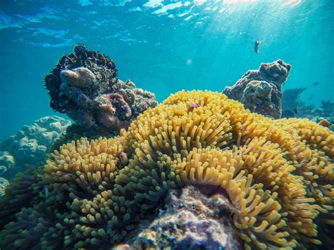 Vibrant coral reef in ocean · Free Stock Photo