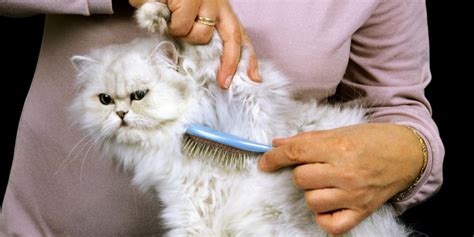 The Ultimate Persian Cat Grooming Guide - Cats.com