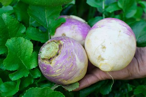 How To Grow Turnips